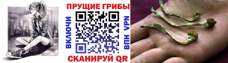 дарнет шоп  Тверь  это клад  Псилоцибиновые грибы ЛСД 