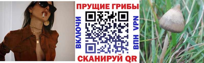 Псилоцибиновые грибы GOLDEN TEACHER Тверь